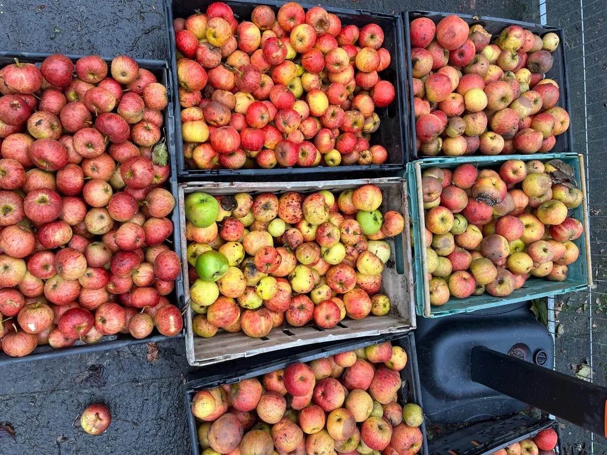 Freshly Pressed Apple Juice, organic apples - Image 4