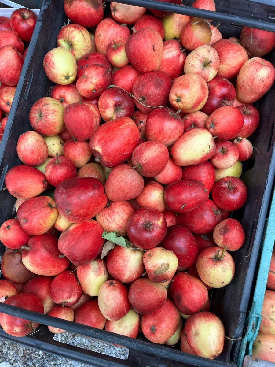 Freshly Pressed Apple Juice, organic apples - Image 2