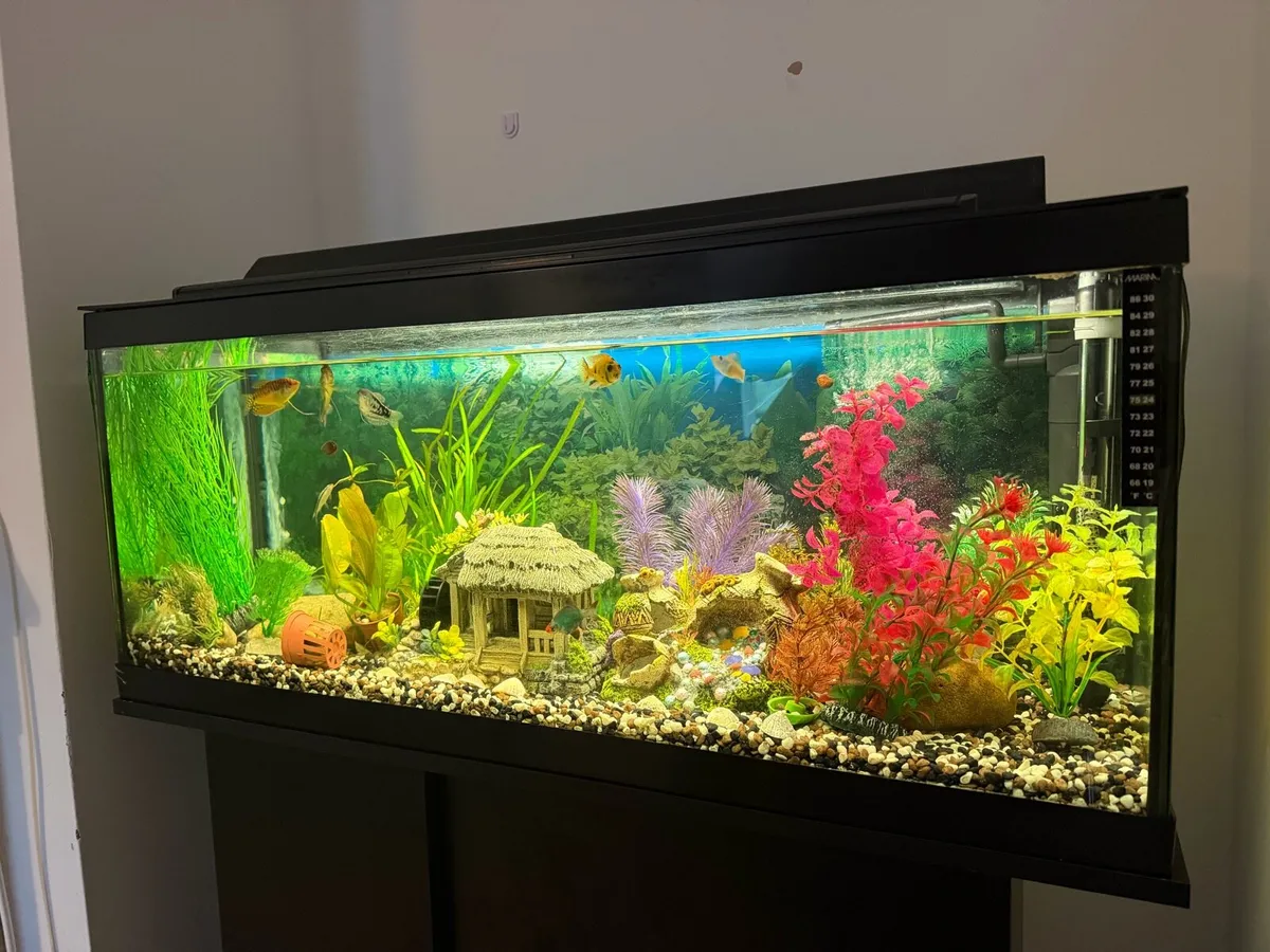 Aquarium - Image 2