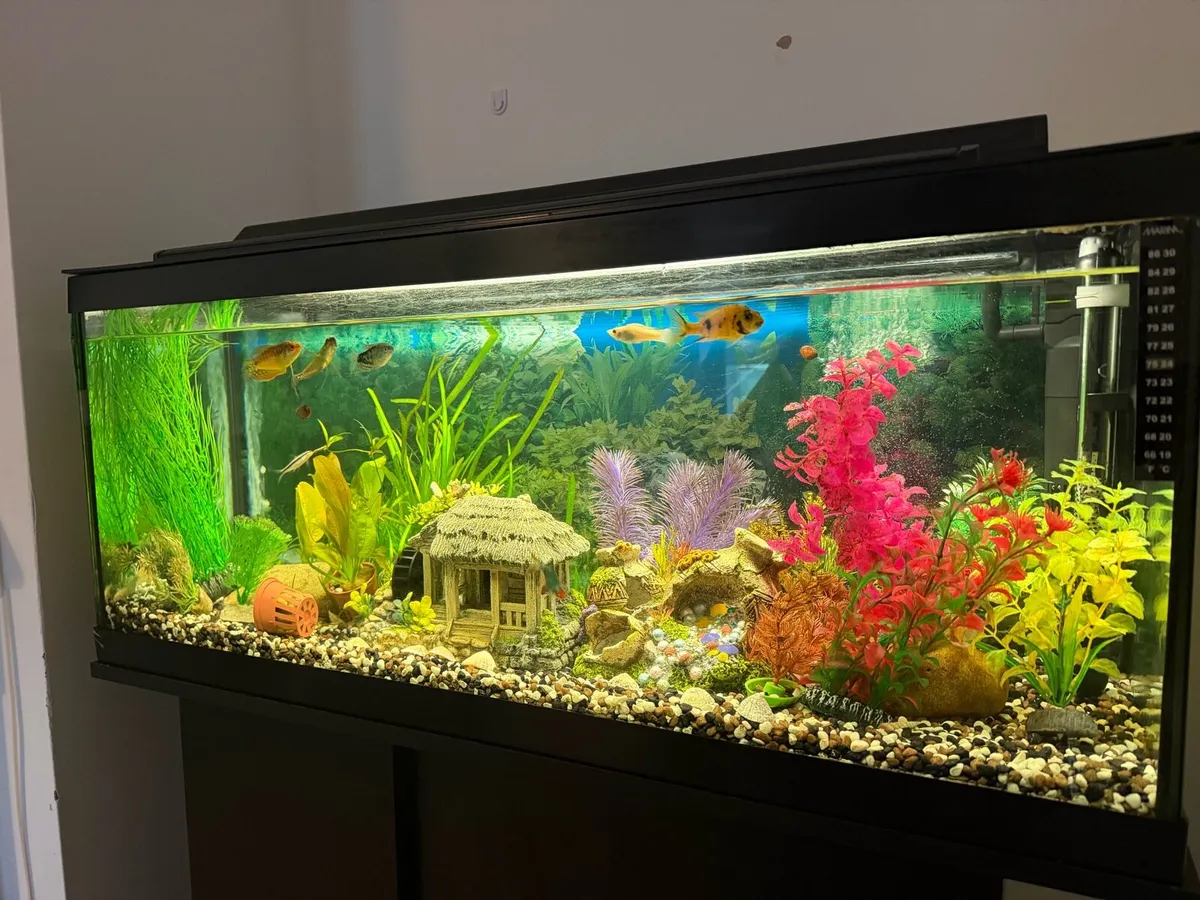 Aquarium - Image 3