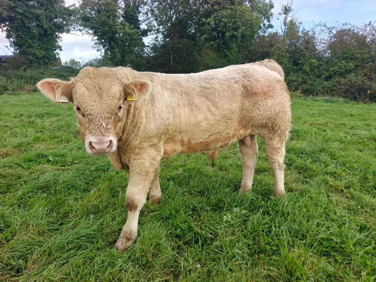 Weanlings Bulls Castlerea 24th Sept - Image 1