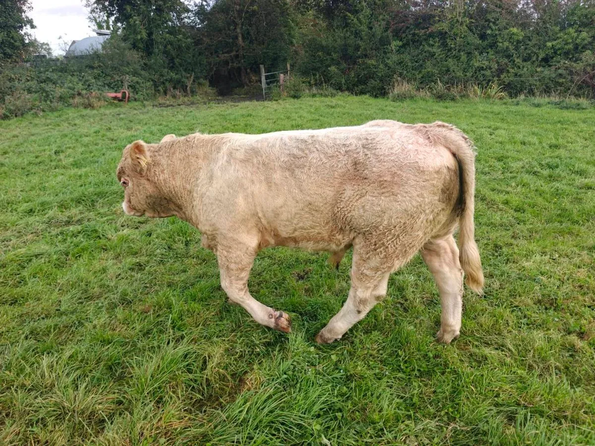 Weanlings Bulls Castlerea 24th Sept - Image 2