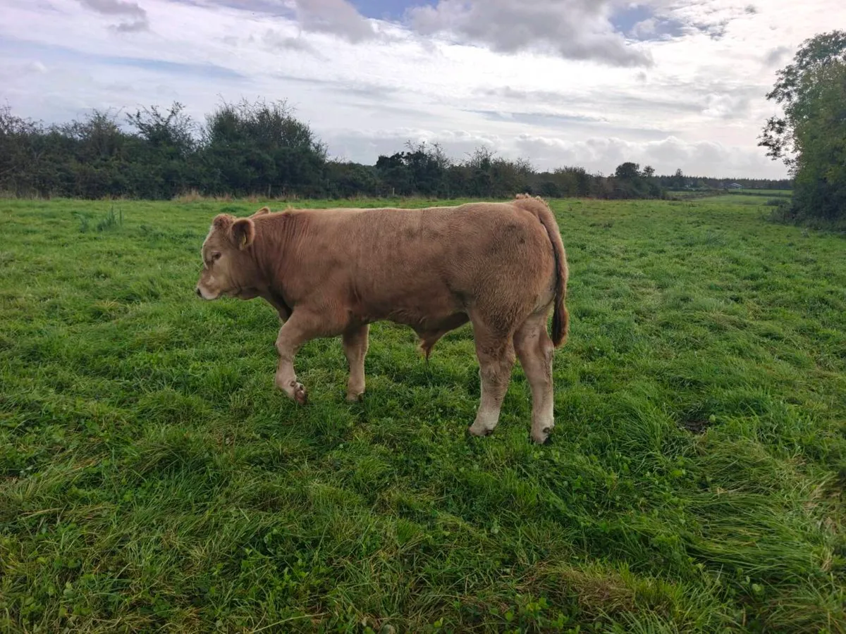 Weanlings Bulls Castlerea 24th Sept - Image 3