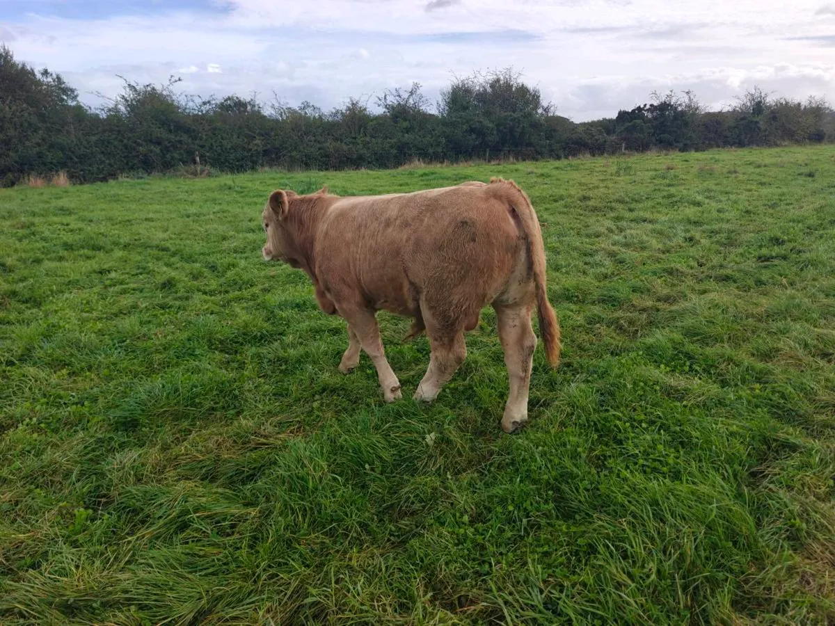 Weanlings Bulls Castlerea 24th Sept - Image 4