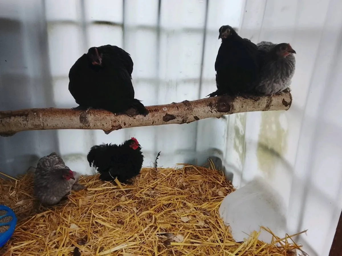 Pekin pullets - Image 1