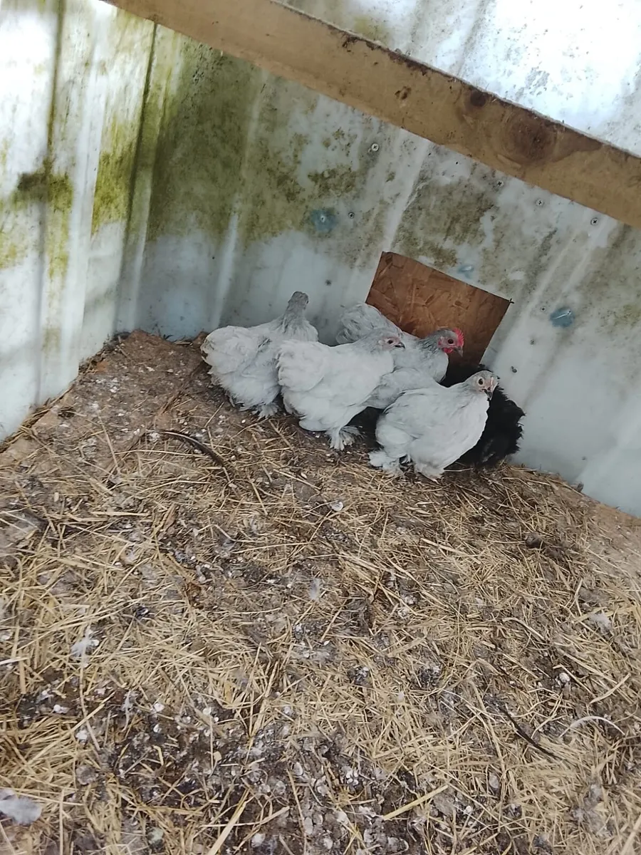 Pekin pullets - Image 2