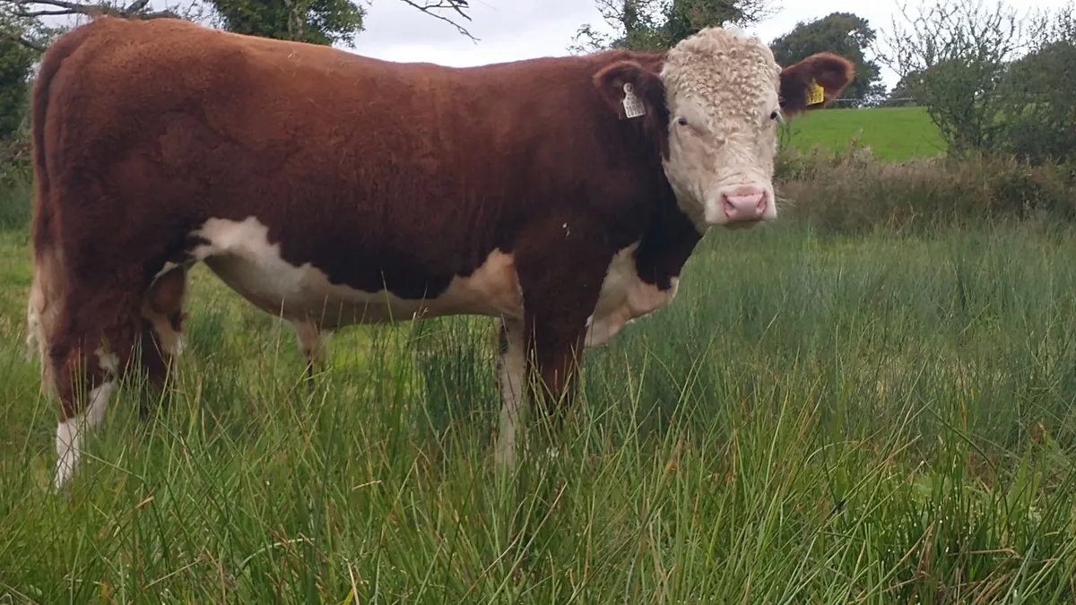 Hereford Bull - Image 1