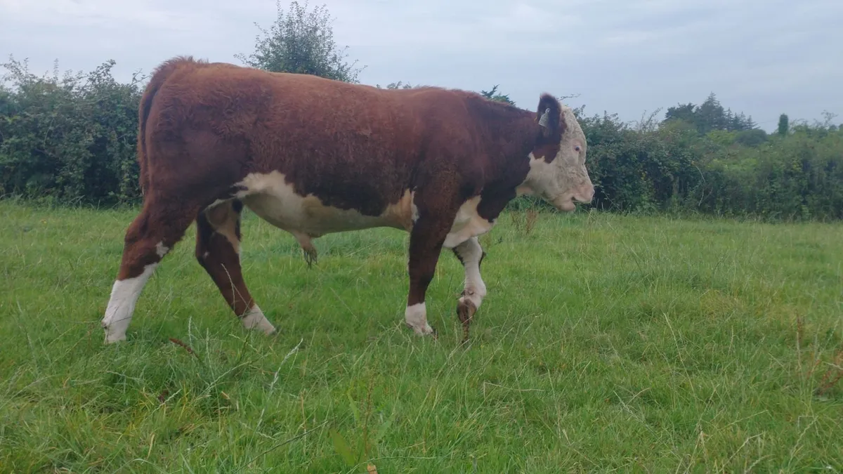 Hereford Bull - Image 2