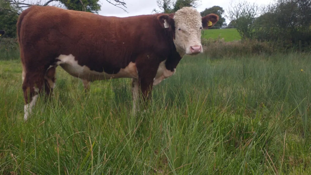 Hereford Bull - Image 3