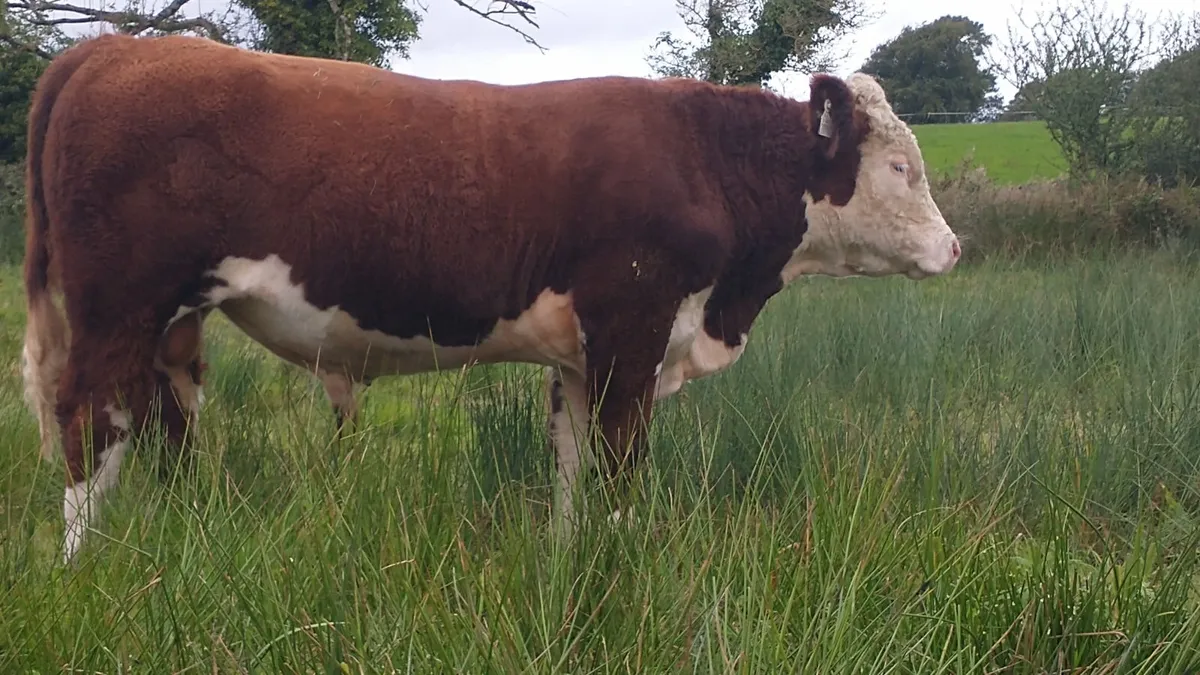 Hereford Bull - Image 4