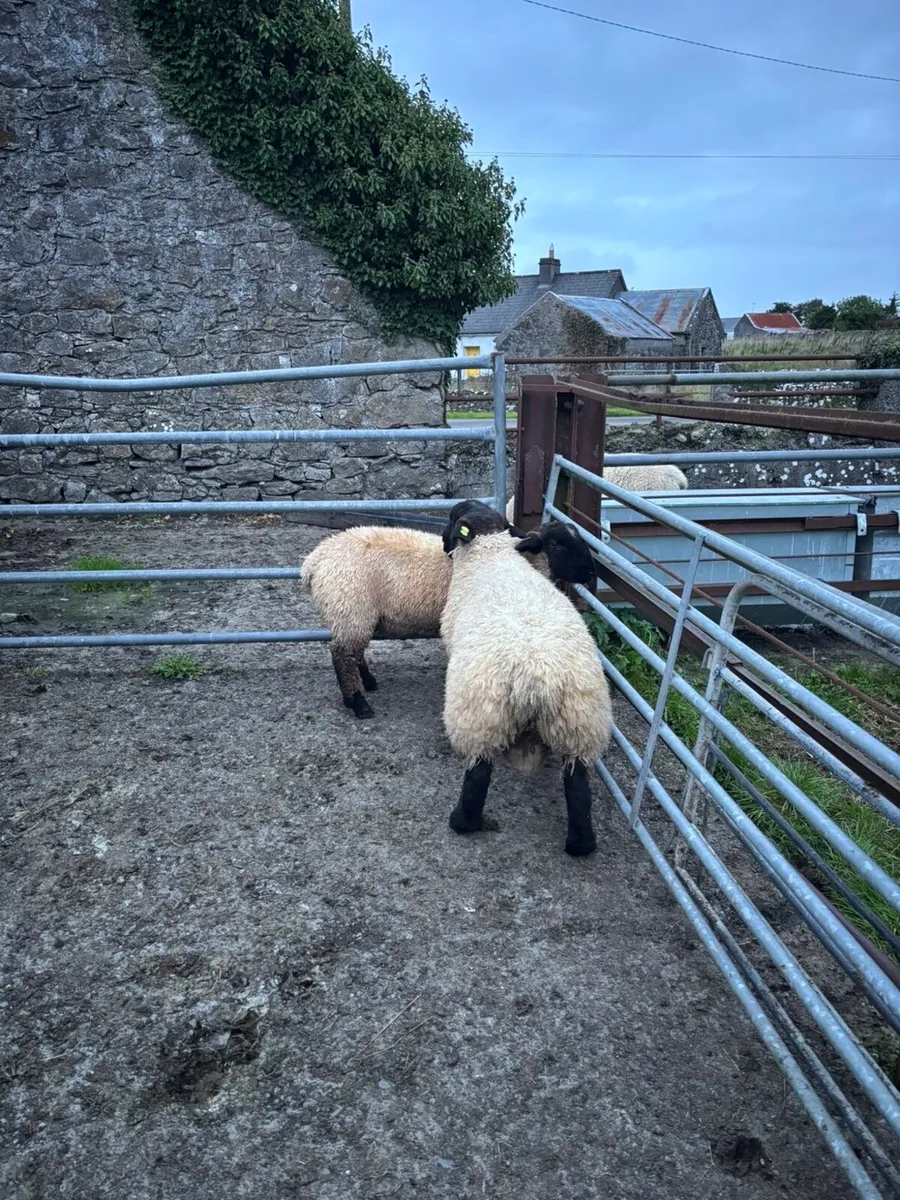 Ram lambs - Image 2
