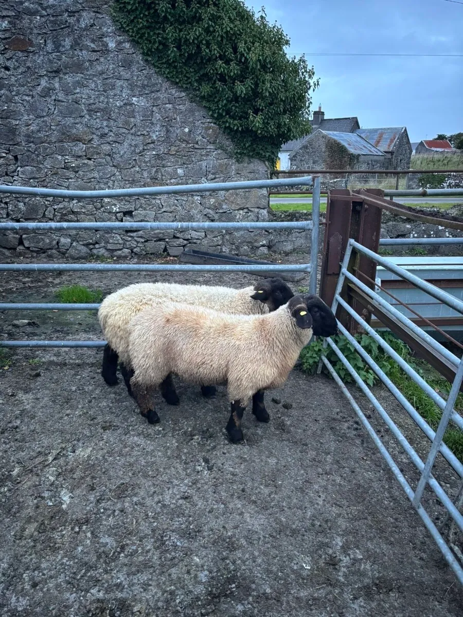 Ram lambs - Image 3