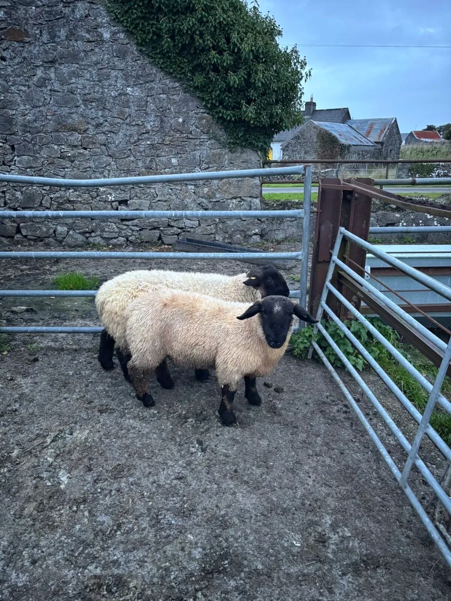 Ram lambs - Image 4