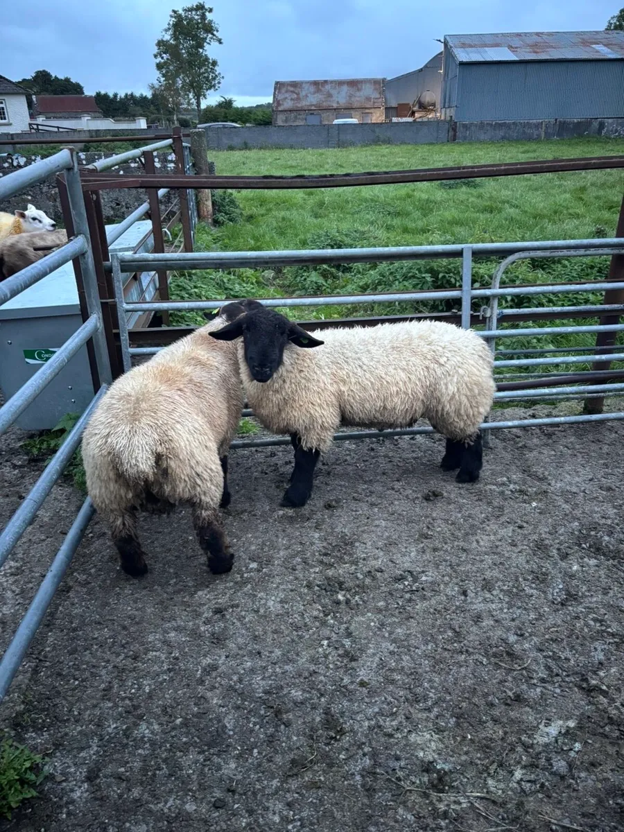Ram lambs - Image 1