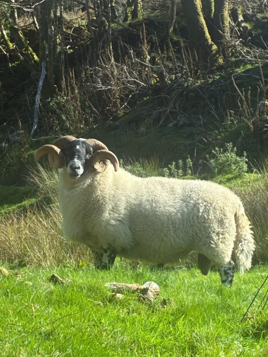 Scotch ram - Image 2