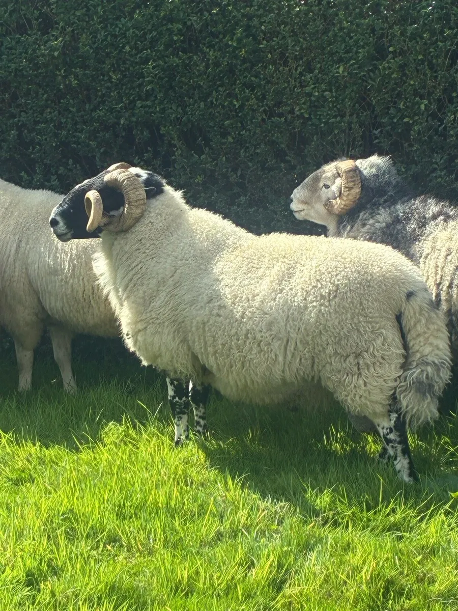 Scotch ram - Image 1