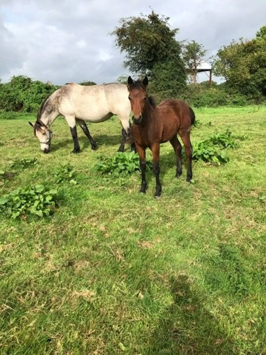 Connemara Colt Foal - Image 2