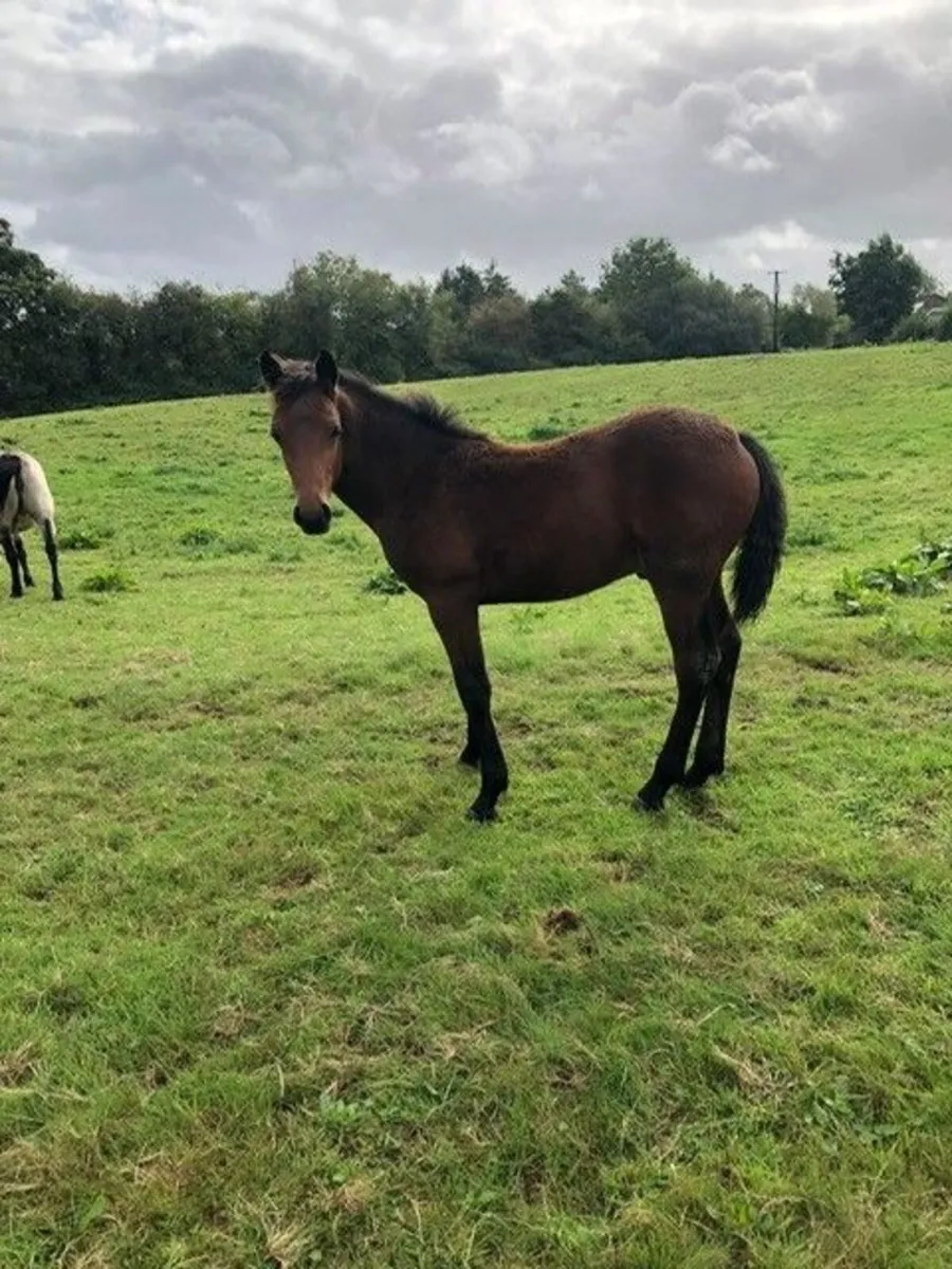 Connemara Colt Foal - Image 1
