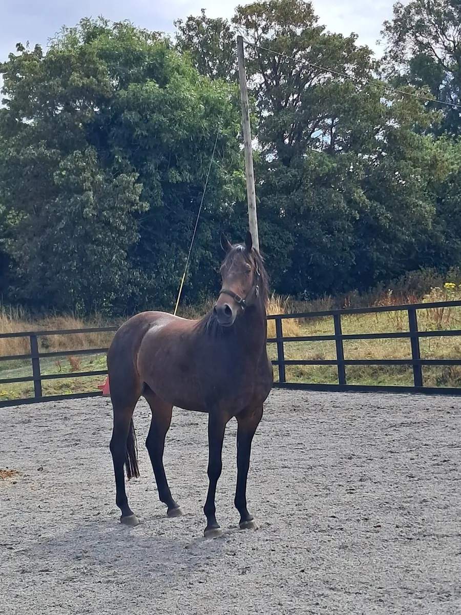 3 YR OLD ARDCOLUM DUKE FILLY - Image 1