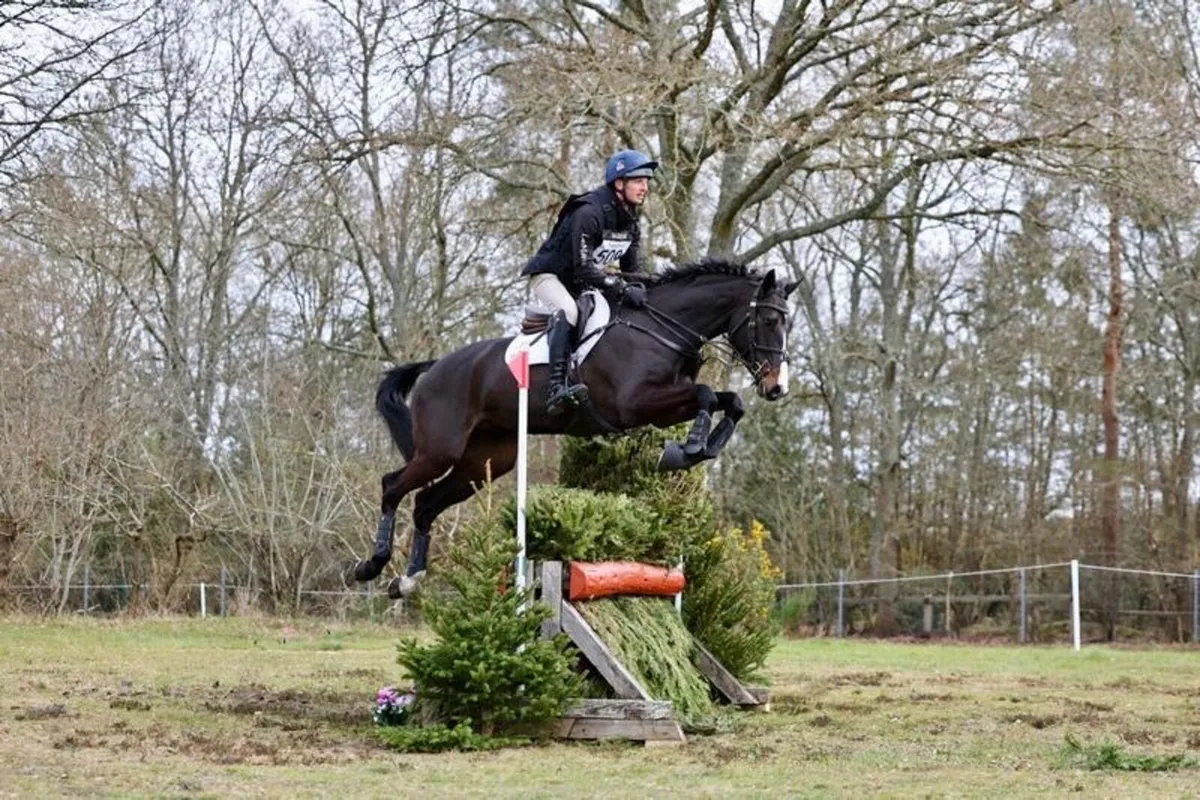 3 YR OLD ARDCOLUM DUKE FILLY - Image 2