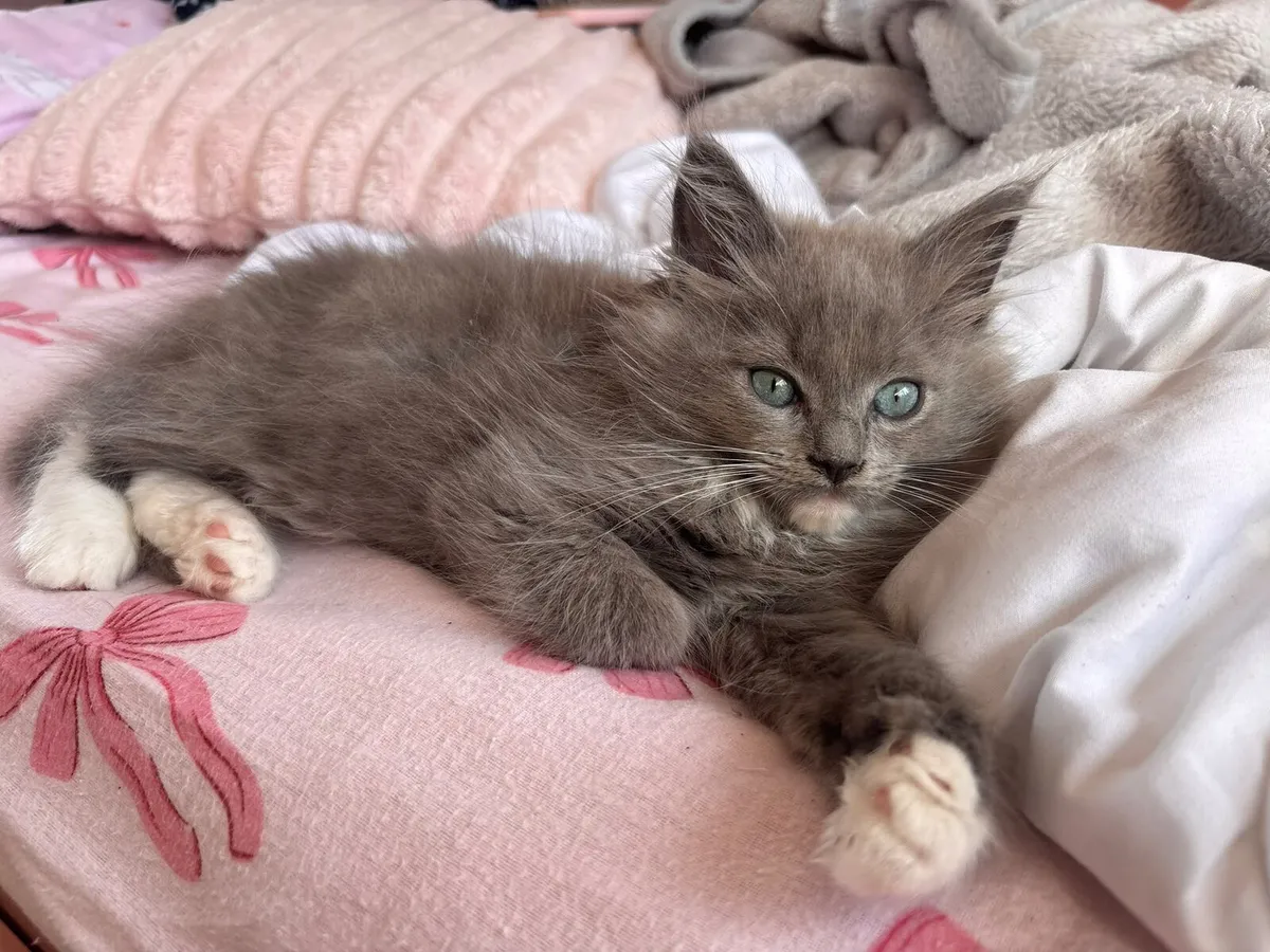 Blue Ragcoon available 💙 Stunning boy😍😍😍 - Image 1