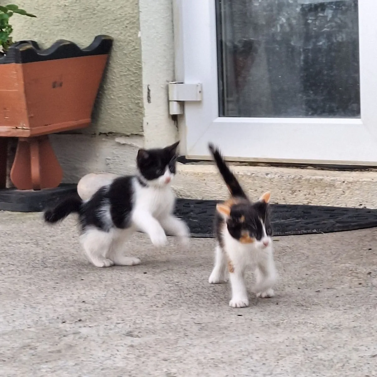 Kittens - Image 3