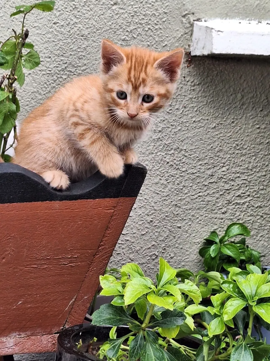 Kittens - Image 4
