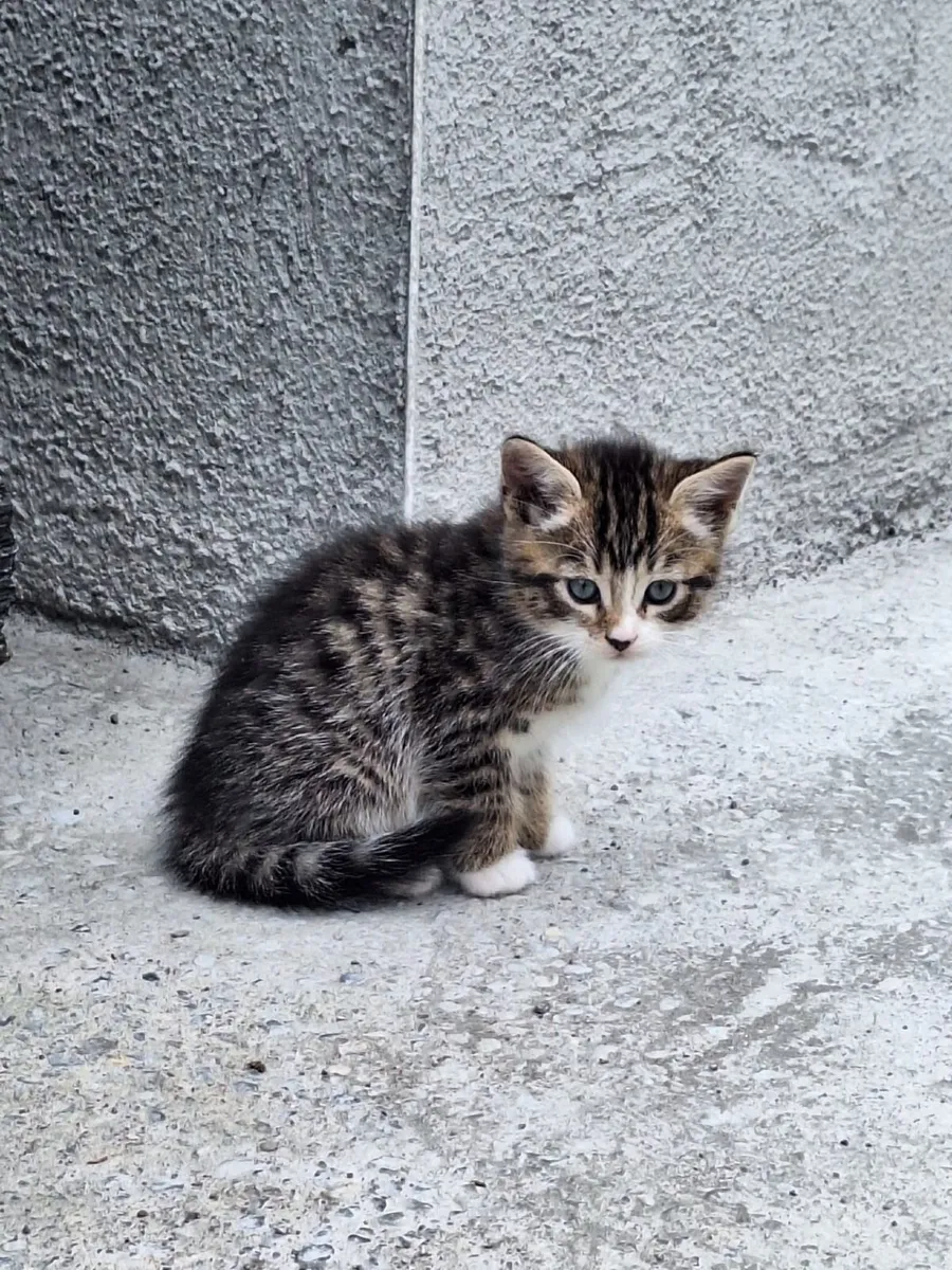 Kittens - Image 1