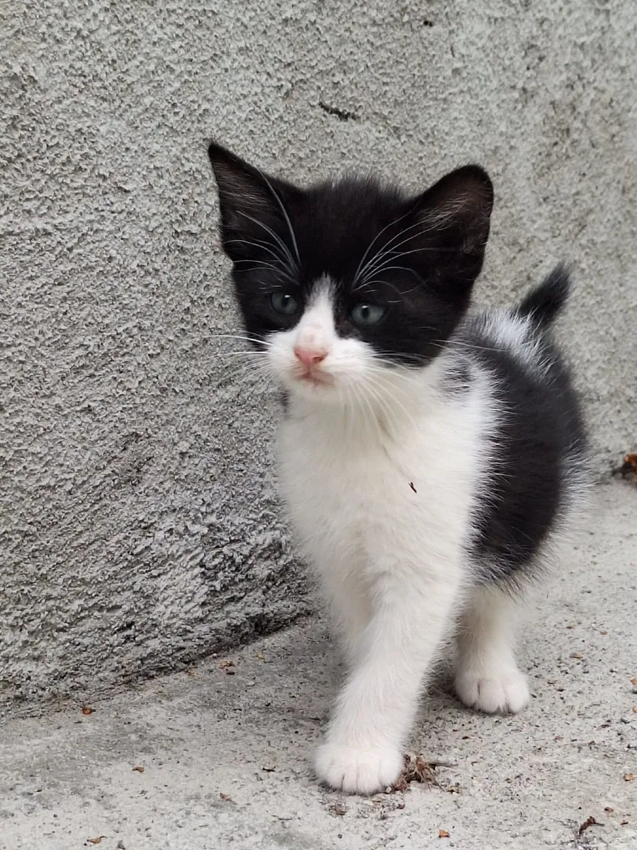 Kittens - Image 2