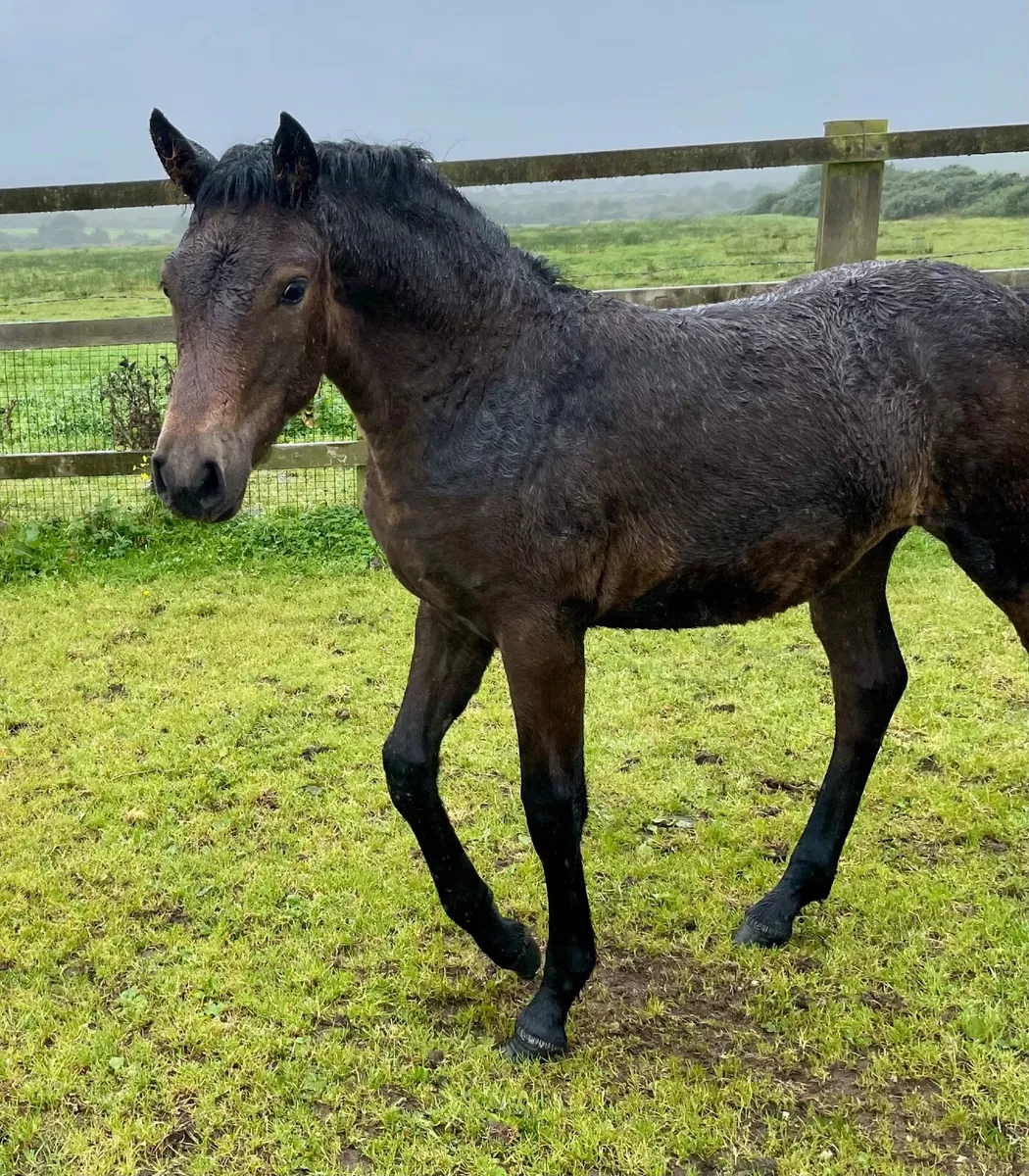 Registered Connemara filly foal - Image 1