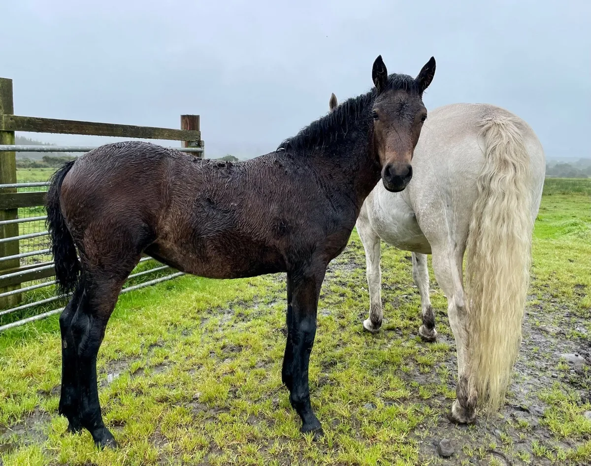 Registered Connemara filly foal - Image 3