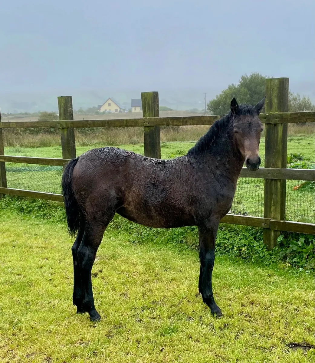 Registered Connemara filly foal - Image 2