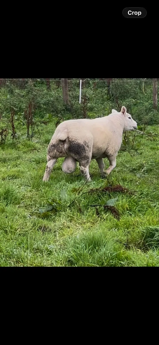 Texel Ram - Image 3