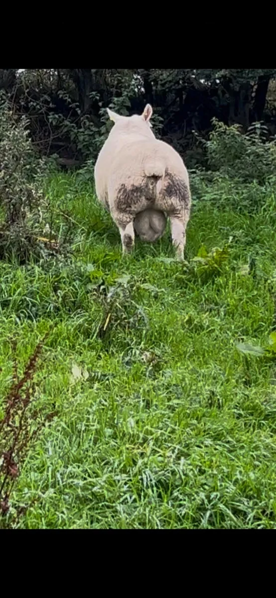 Texel Ram - Image 4