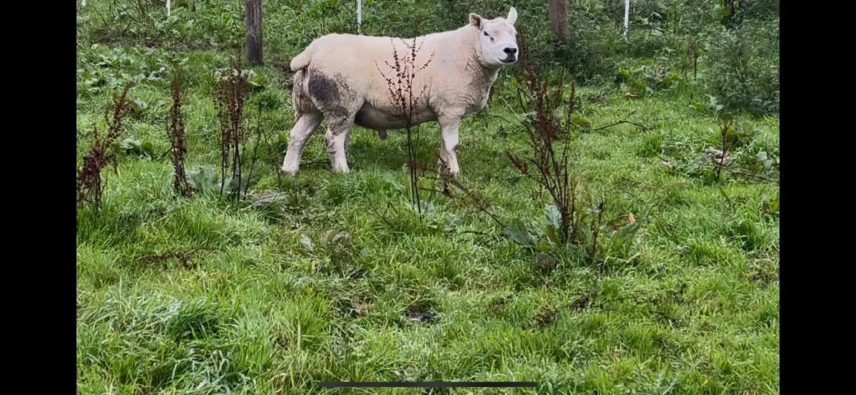 Texel Ram - Image 1
