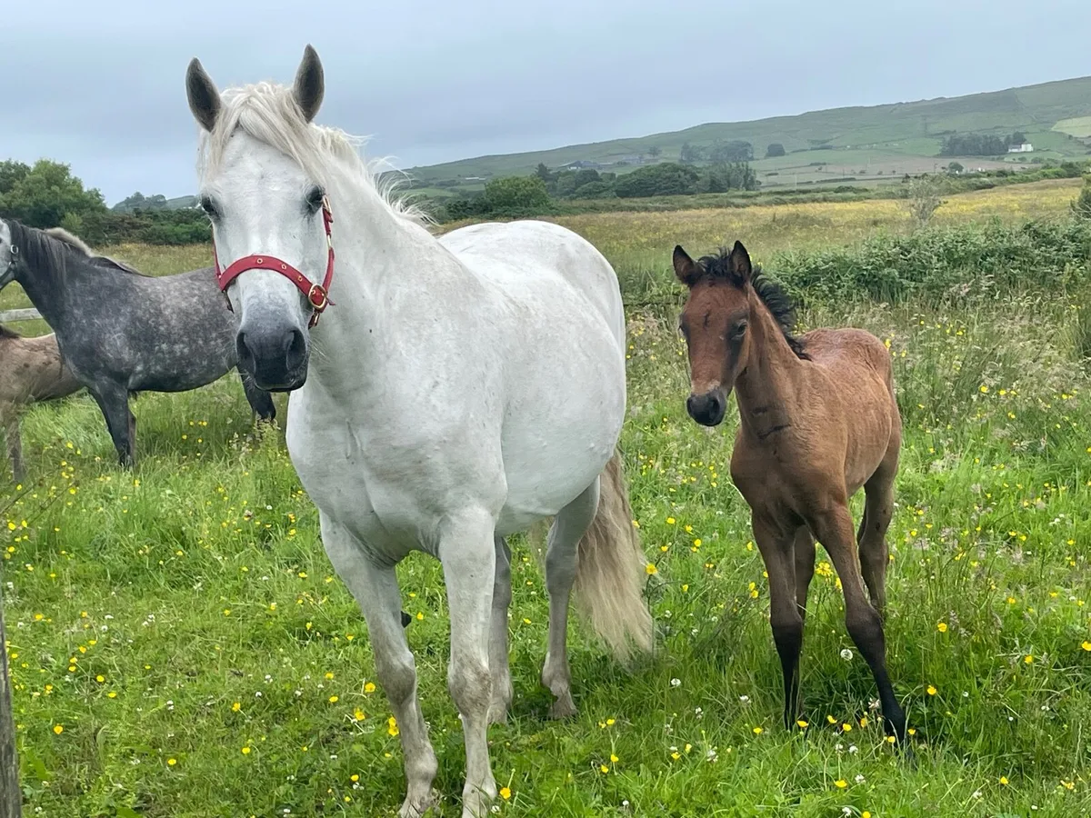 Registered Connemara filly foal - Image 4
