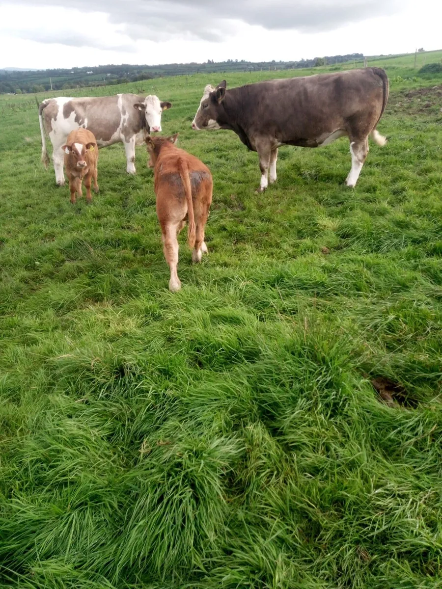 19 simmental first calves - Image 1