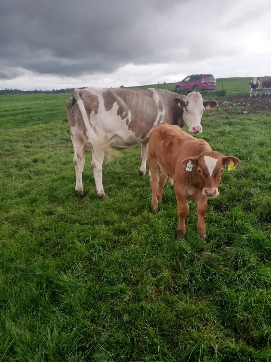 19 simmental first calves - Image 3