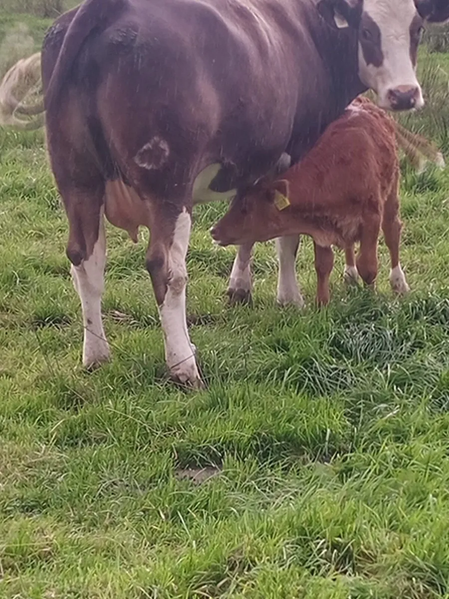 19 simmental first calves - Image 4