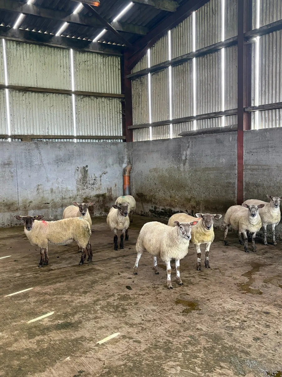 Ewe Lambs - Image 1