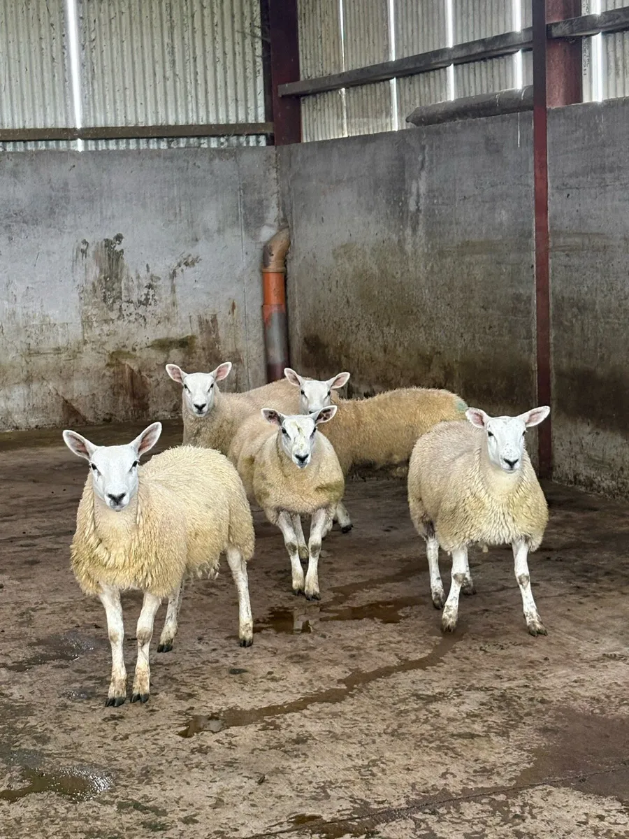 Ewe Lambs - Image 2