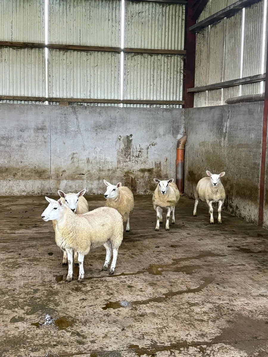 Ewe Lambs - Image 3