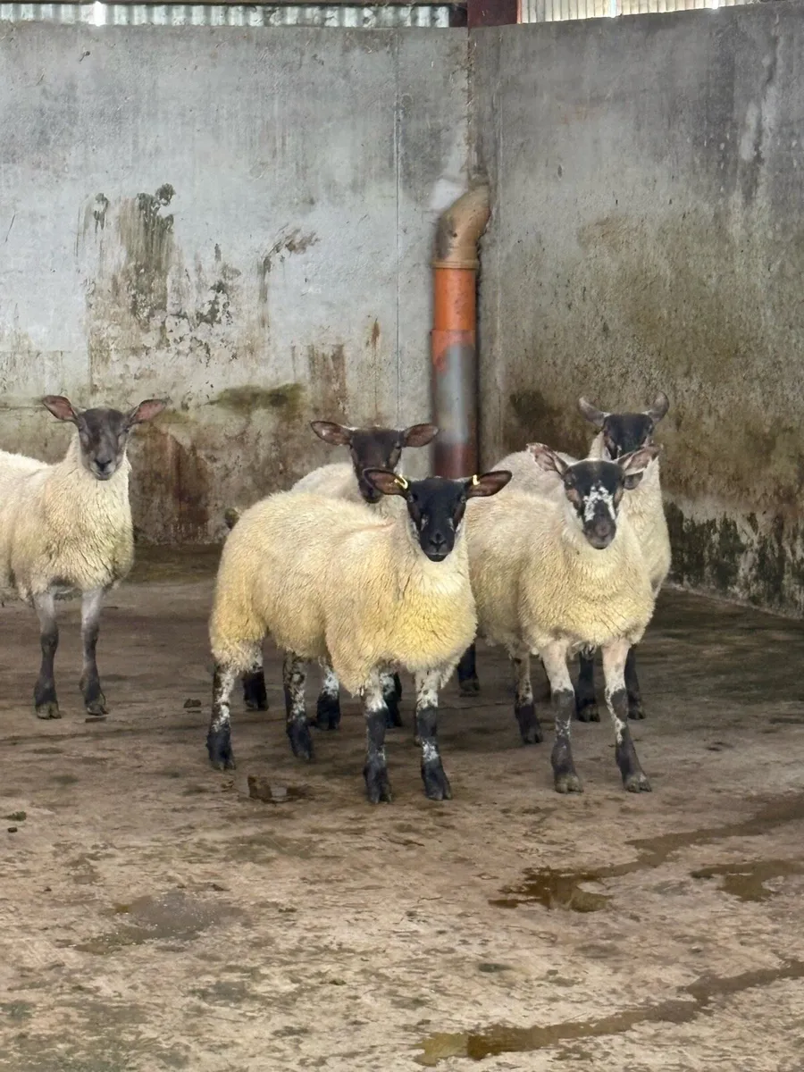 Ewe Lambs - Image 4