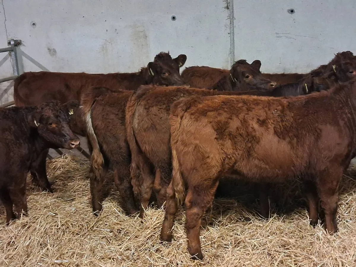 6 HYBRID⭐️ LIMOUSINE HEIFERS - Image 2