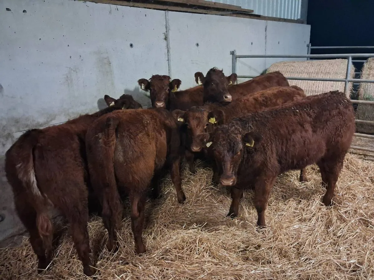 6 HYBRID⭐️ LIMOUSINE HEIFERS - Image 3