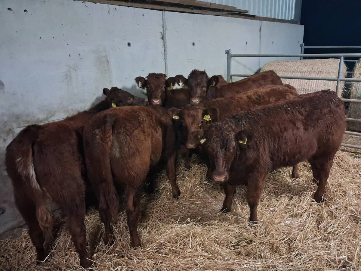 6 HYBRID⭐️ LIMOUSINE HEIFERS - Image 4