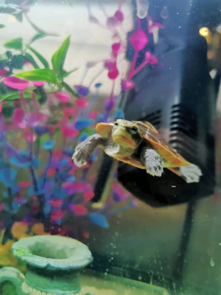 Tortoise & Turtle - Image 3