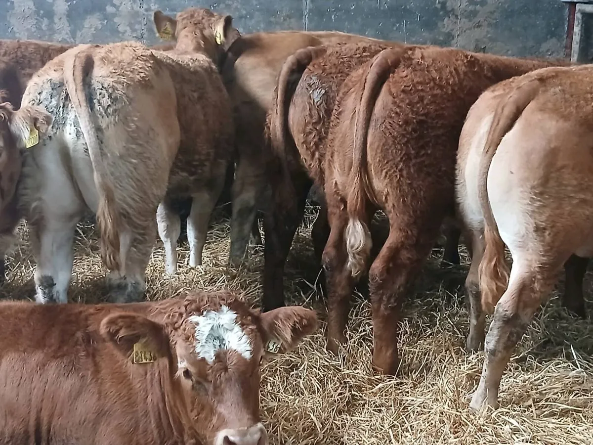 10 Smashing U Grade  LMX Heifer's for sale. - Image 1