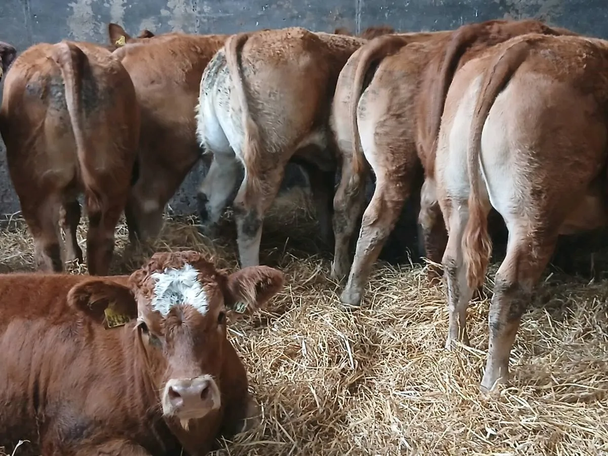 10 Smashing U Grade  LMX Heifer's for sale. - Image 2