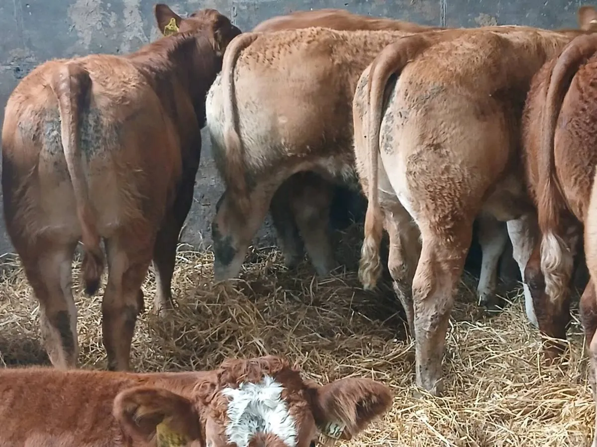 10 Smashing U Grade  LMX Heifer's for sale. - Image 3
